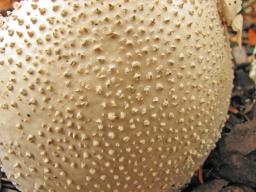 Amanita echinocephala