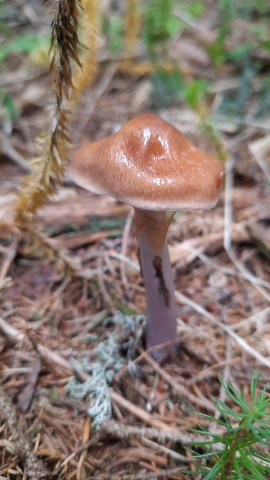 Cortinarius stillatitius