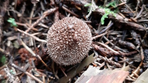 Lycoperdon echinatum