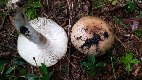 Russula grata