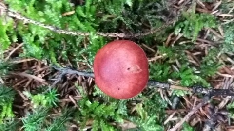 Cortinarius sanguineus