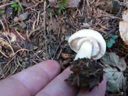 Agaricus sylvicola