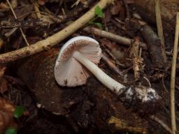 Volvariella caesiotincta