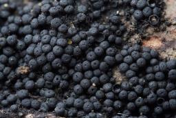 Tympanopsis confertula