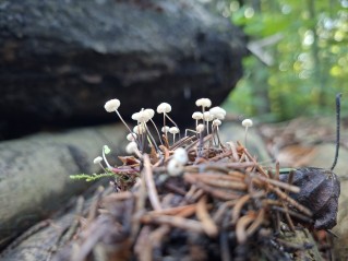 Marasmius wettsteinii