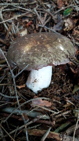 Russula olivacea