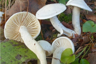 Hygrophorus eburneus