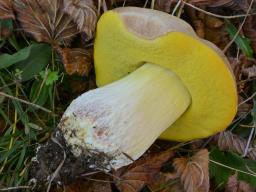 Hemileccinum impolitum