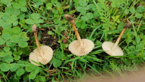 Marasmius oreades