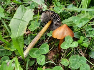 Hygrocybe conica