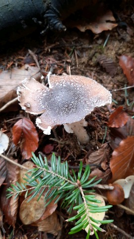 Amanita pantherina