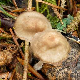 Mycena galericulata