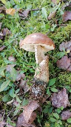 Leccinum versipelle