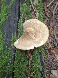 Lentinus substrictus