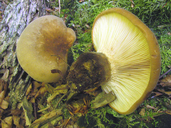 Tapinella atrotomentosa