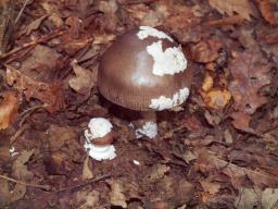 Amanita bertaultii