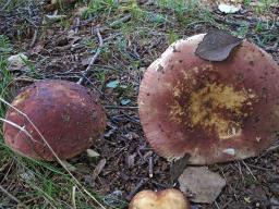 Russula faginea