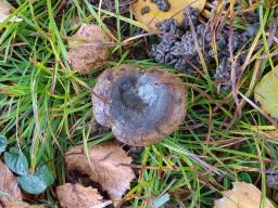 Lactarius turpis