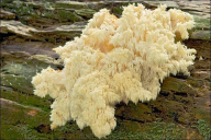 Hericium flagellum