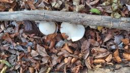 Hygrophorus discoxanthus