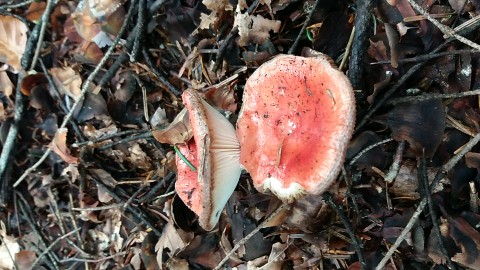 Russula emetica