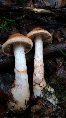 Cortinarius armillatus