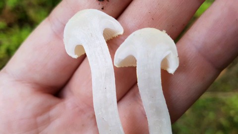 Hygrophorus chrysodon