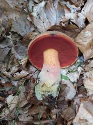 Neoboletus xanthopus