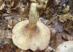 Lactarius luridus