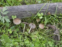 Psathyrella fatua