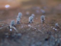 Collariella bostrychodes