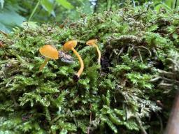 Rickenella fibula