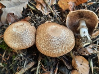 Agaricus sylvaticus