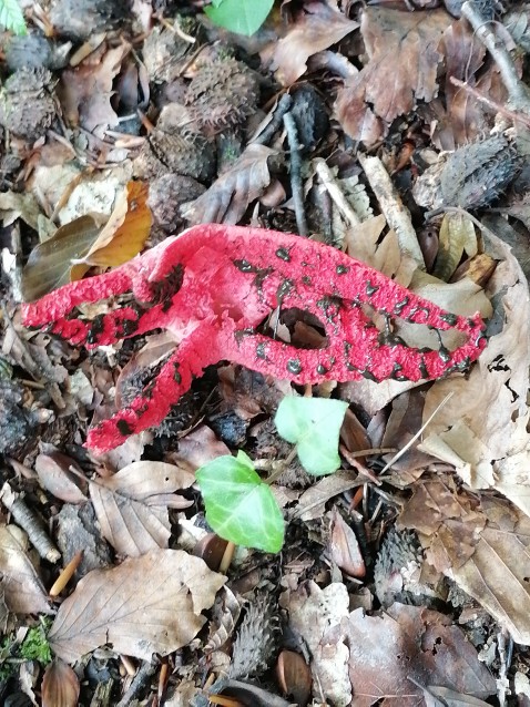 Clathrus archeri