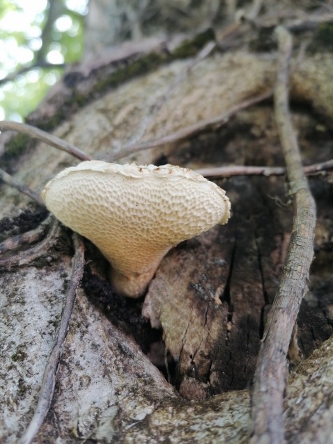 Pholiota squarrosa