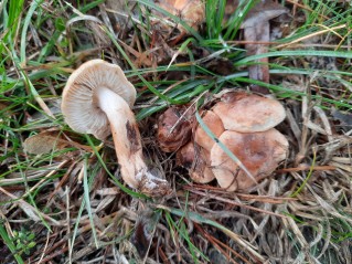 Tricholoma psammopus