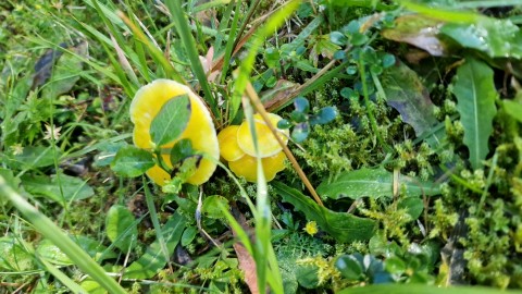 Hygrocybe ceracea