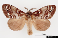 Dendrolimus sibiricus