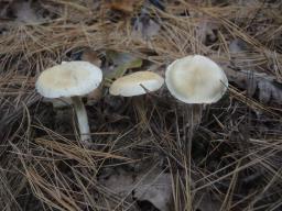 Cortinarius spilomeus