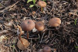 Tephrocybe atrata