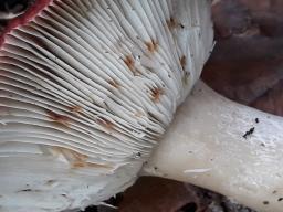 Russula paludosa