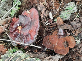 Ganoderma carnosum