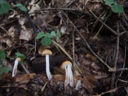 Pholiota subochracea