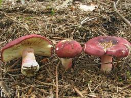 Russula xerampelina