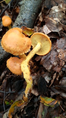 Pholiota flammans