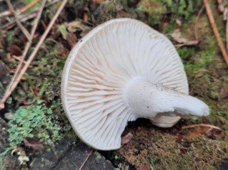 Hygrophorus agathosmus