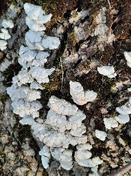 Schizophyllum commune