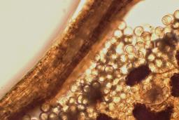 Cribraria oregana