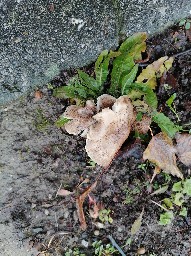 Tricholoma scalpturatum