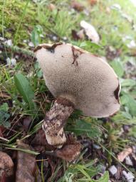 Suillus viscidus
